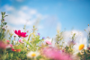 Bereavement Leave Request
